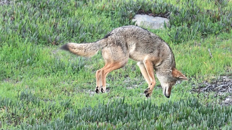 Coyote, Pacific Grove, California, USA
